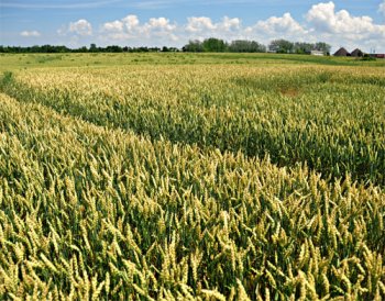 Biofuels